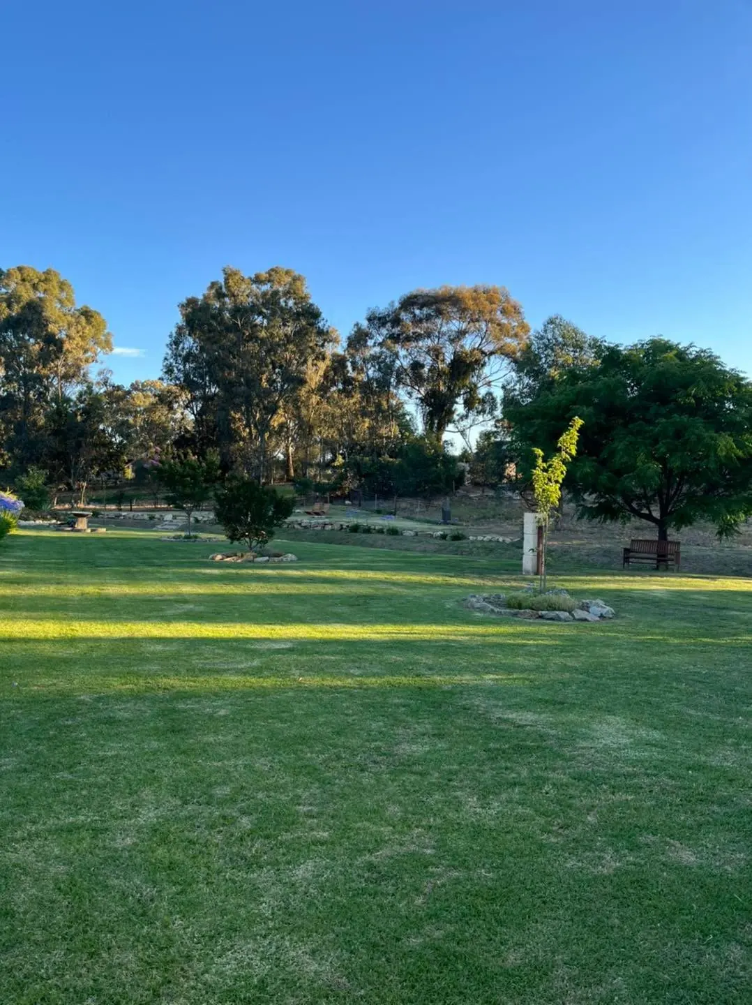 A lawn under established trees, maintained by D and K in the Clare Valley.